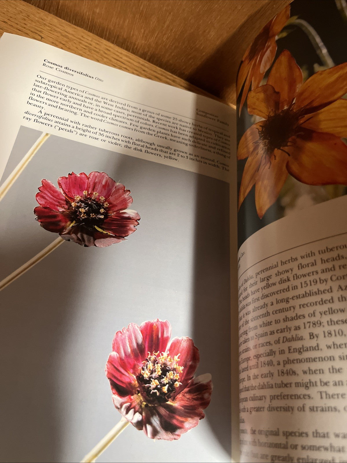 The Glass Flowers at Harvard by Richard Evans Schultes & William A. Davis pb