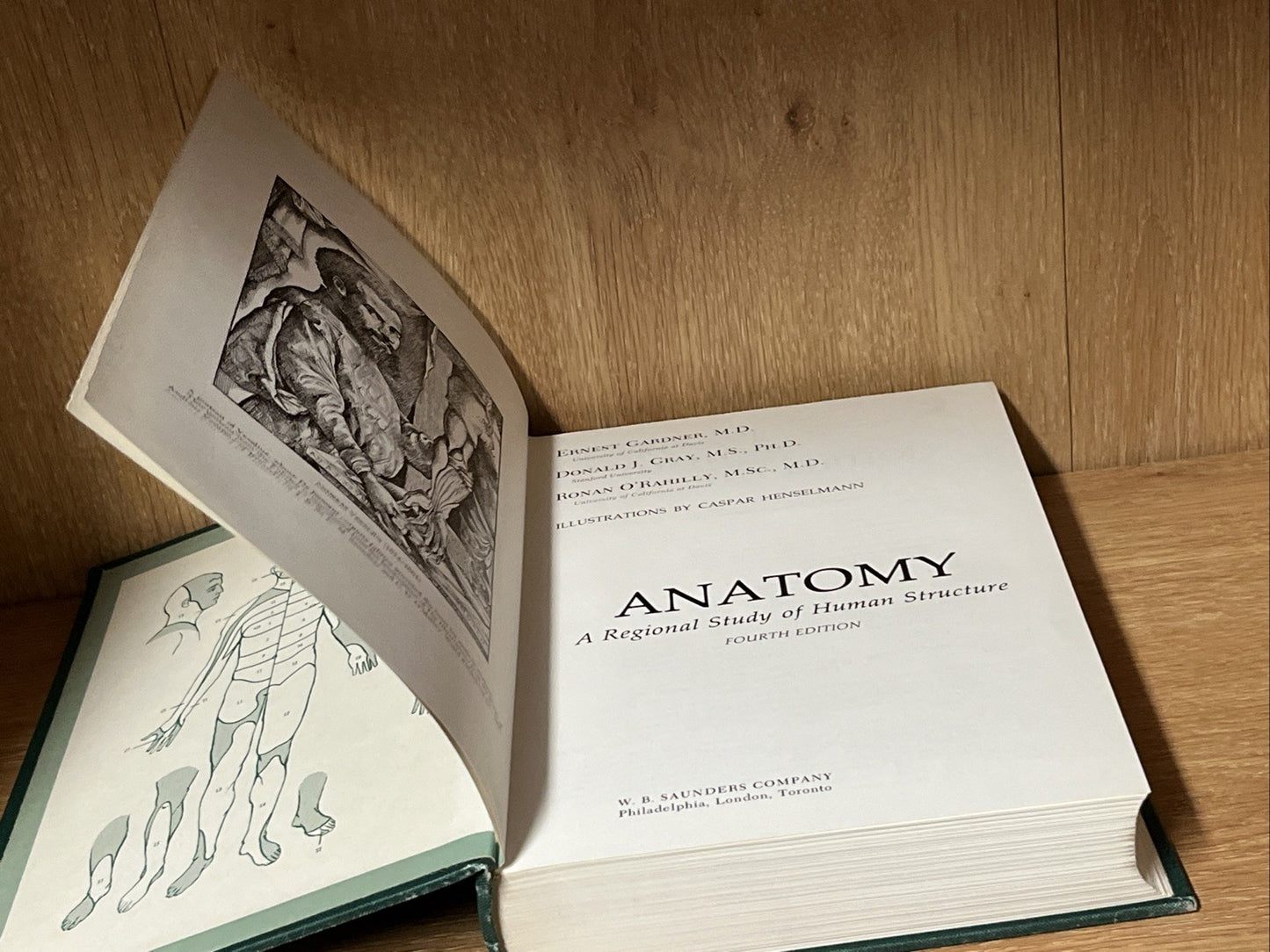ANATOMY: A Regional Study Of Human Structure Gardner, Gray, O'Rahilly 4th Ed