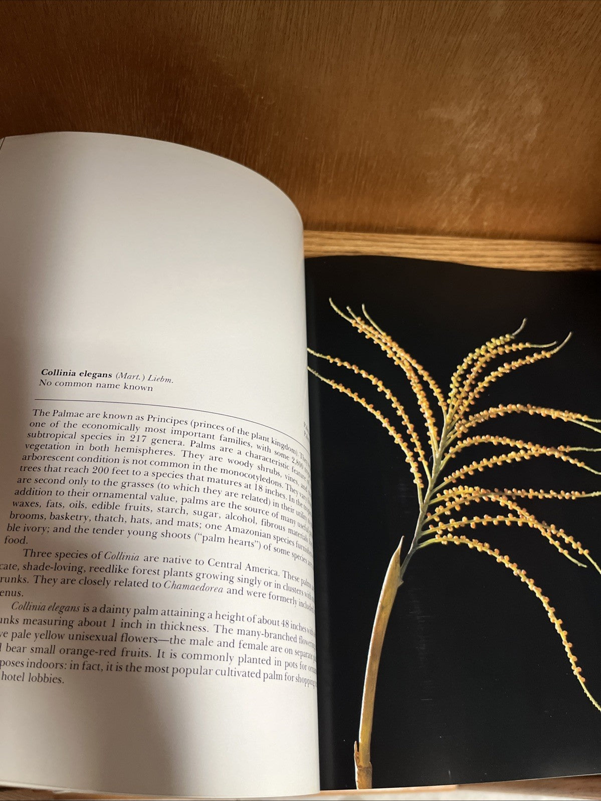 The Glass Flowers at Harvard by Richard Evans Schultes & William A. Davis pb