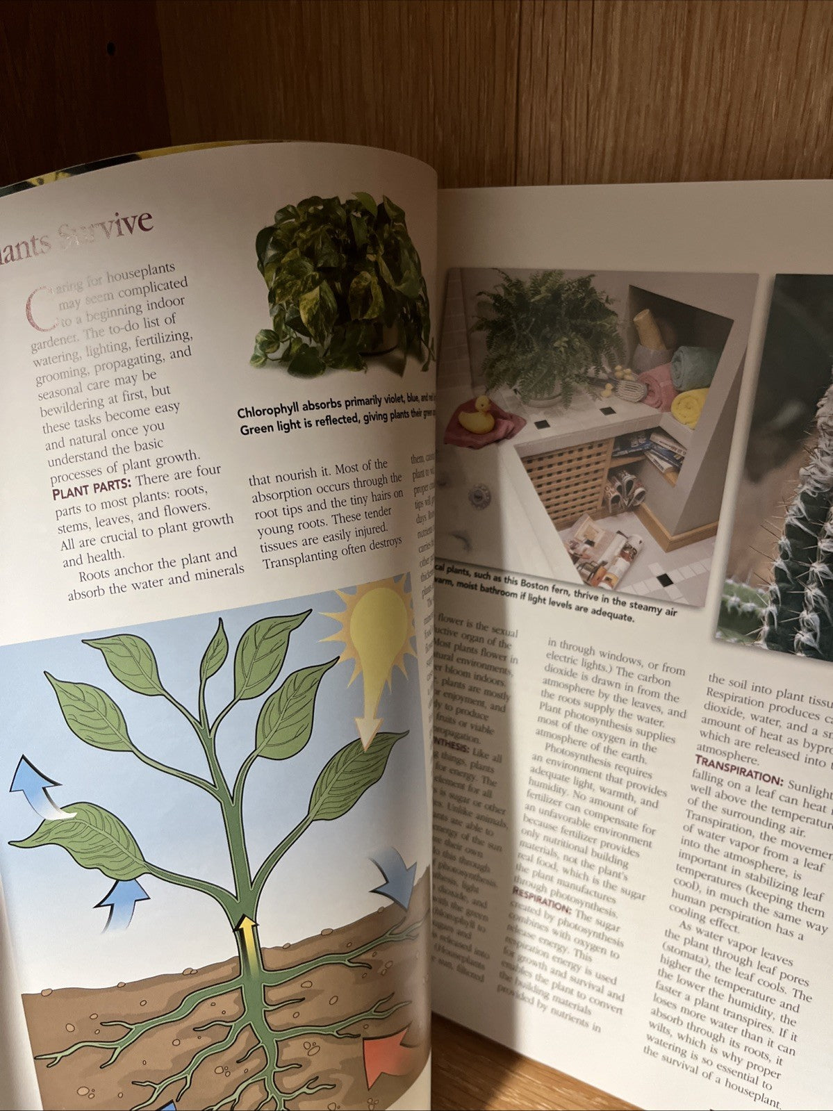 Lot of 4 Books on Indoor Gardening & House Plants The Herb Book, Trees Identity