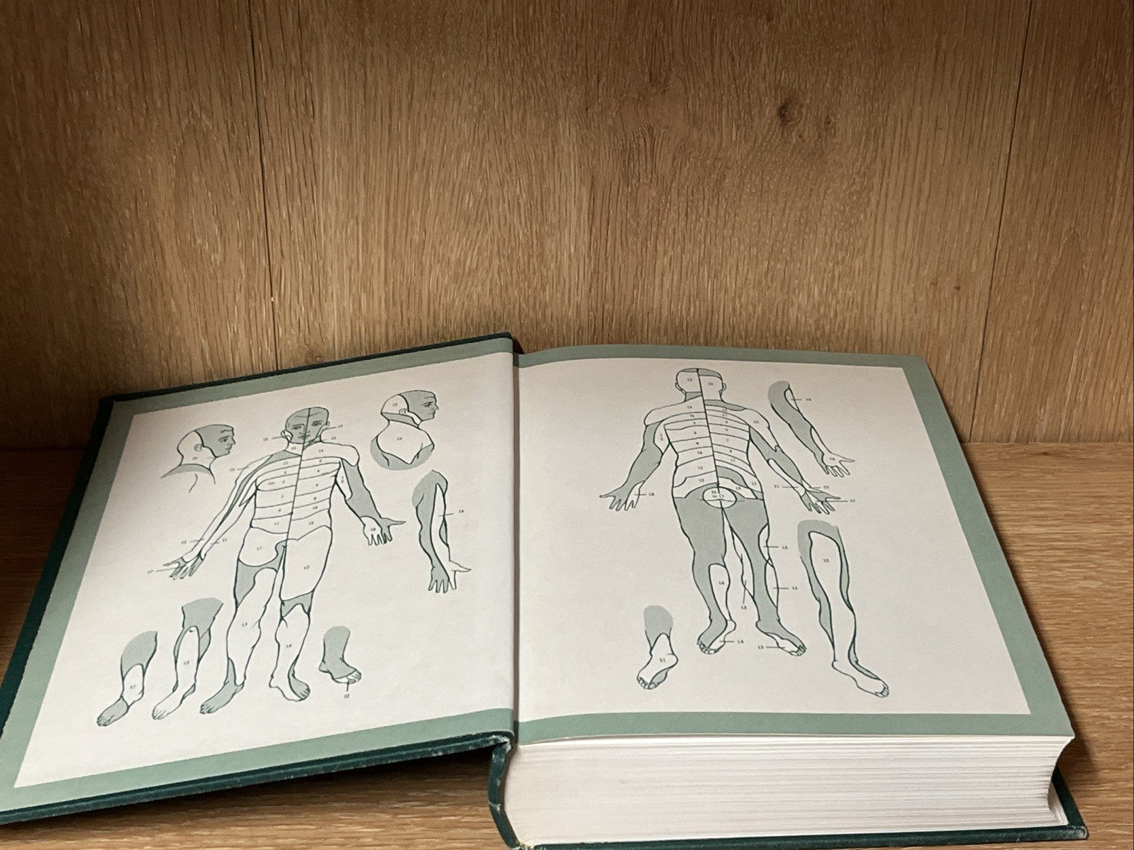 ANATOMY: A Regional Study Of Human Structure Gardner, Gray, O'Rahilly 4th Ed