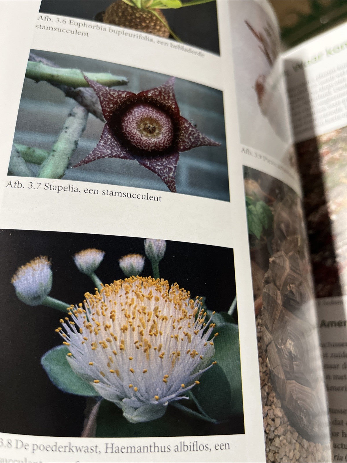Cactussen en vetplanten - Een handleiding.