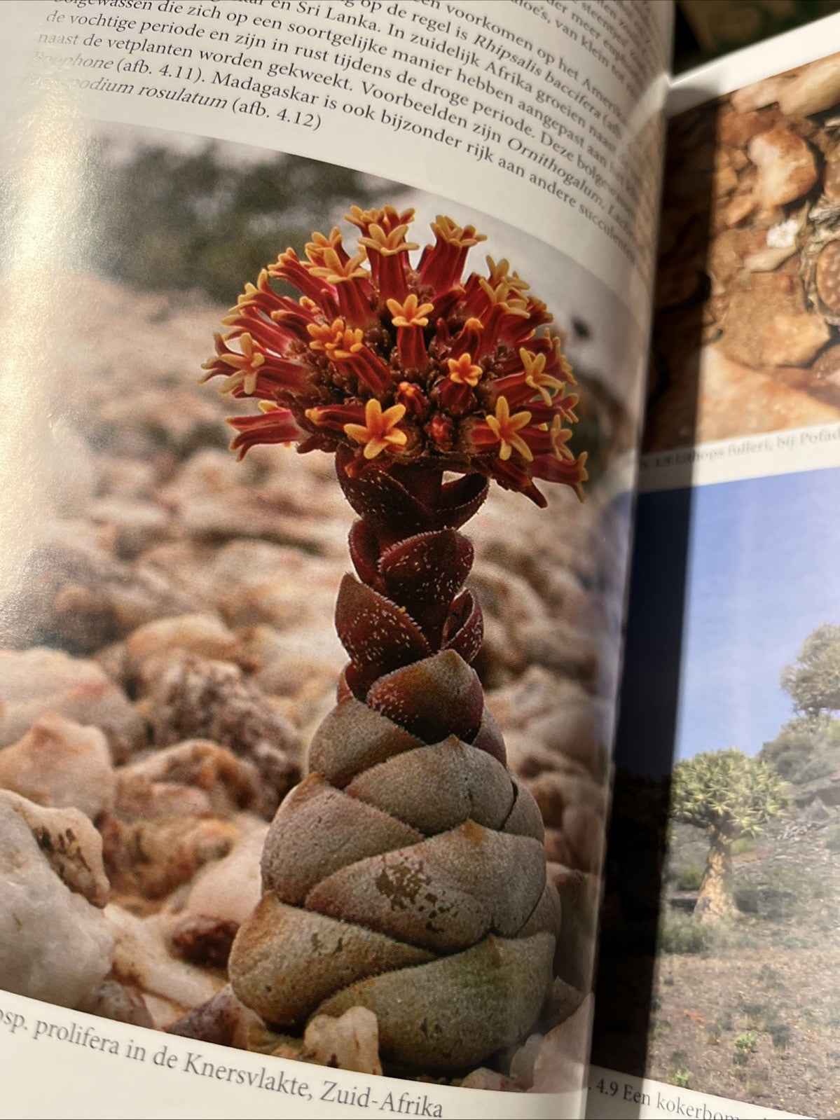 Cactussen en vetplanten - Een handleiding.